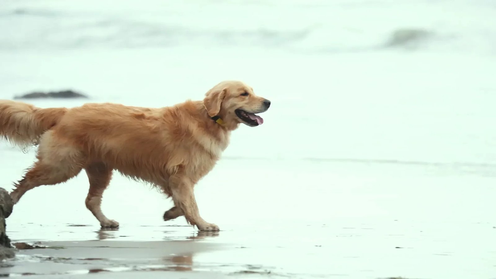 Dog on a beach wearing a Fi collar