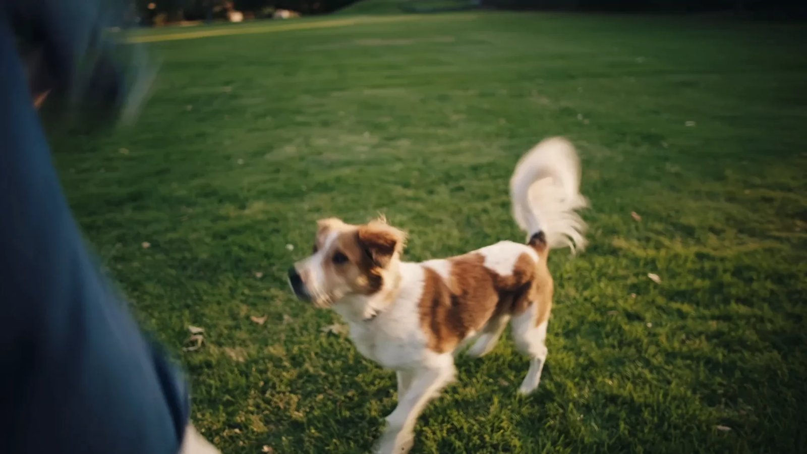Dog playing outside wearing a Fi collar