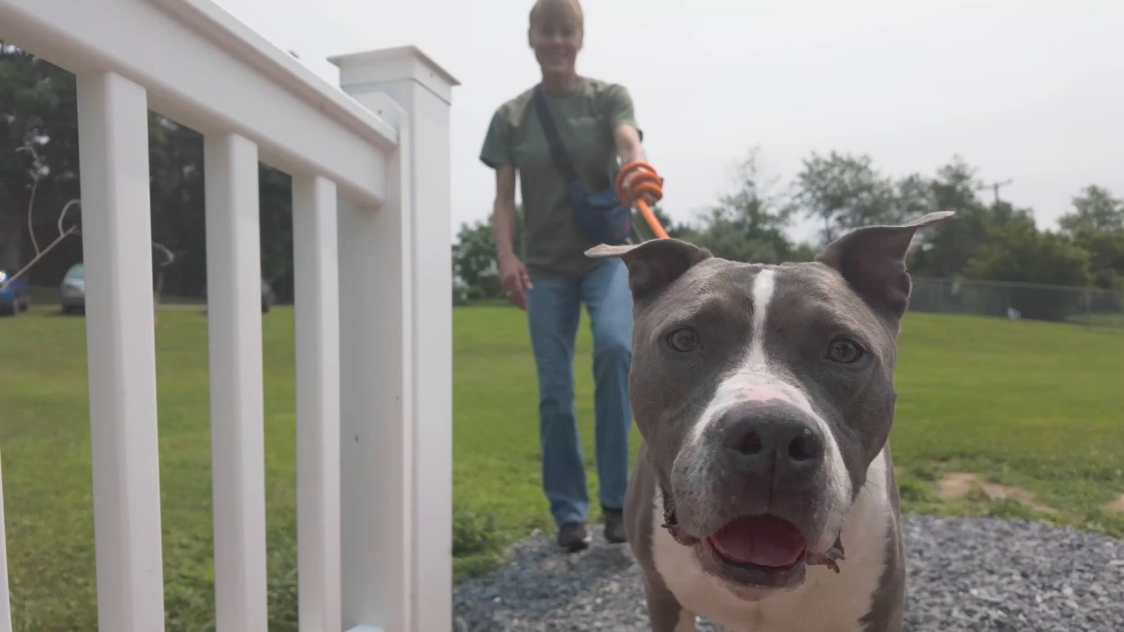 A rescued dog with its owner